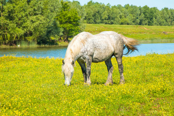 White horse on green field in spring in nature park Lonjsko polje, Croatia 