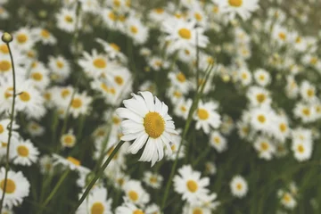 Tableaux ronds sur plexiglas Marguerites daisies 
