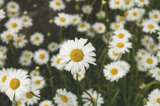 white daisies in a garden
