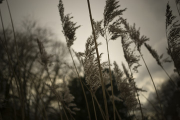 Fototapeta premium Schilf