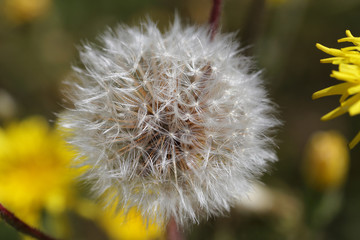 Obraz premium Dandelion. In anticipation of a gust of wind...