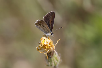 Brown butterfly on brown background