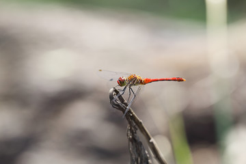 Red dragonfly on a gray background