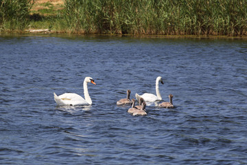 Naklejka na ściany i meble Family of swans gathered in full strength