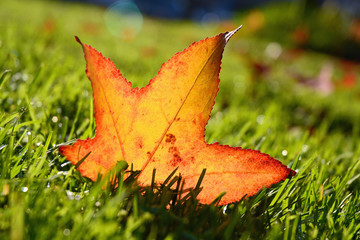 Transparant autumn fall leaves in blades of grass with sunlight effect