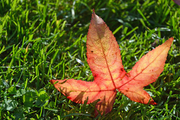 Transparant autumn fall leaves in blades of grass with sunlight effect