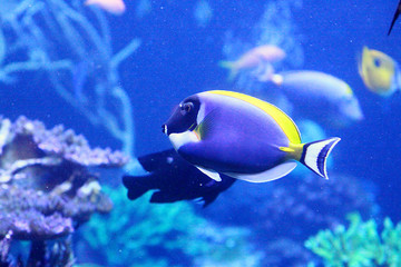 Fototapeta na wymiar Tropical Fish