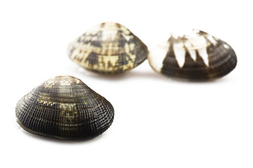 Fresh raw Clam close up on white