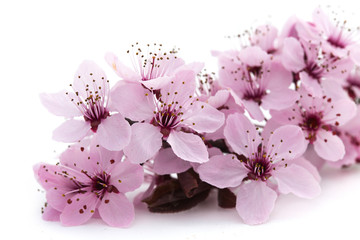 Fleur de prunus