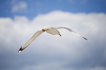 White seagull on blue sky
