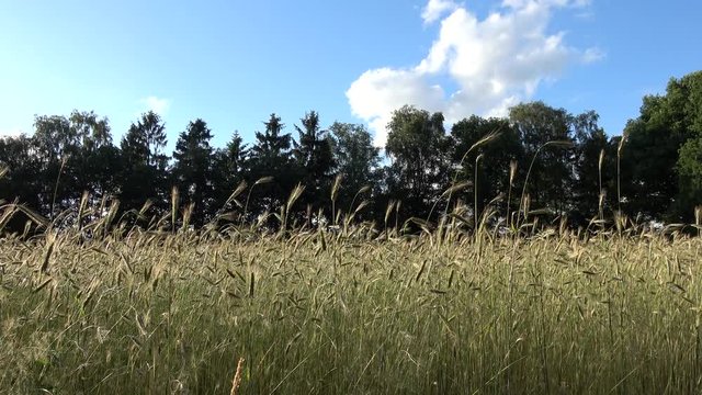 Footage of golden yellow wheat field young crop slowly moving by wind tree line and blue sky background the cereal is any grass cultivated for edible components of its grain great summer day 4k