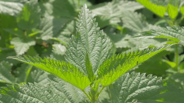 Common nettle plant natural 4K 2160p UHD panning footage - Urtica dioica stinging nettle outdoor 4K 3840X2160 UHD video