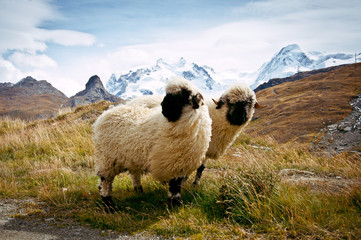 Deux moutons suisses à nez noir (Ovis aries) Alpes Suisses, Suisse