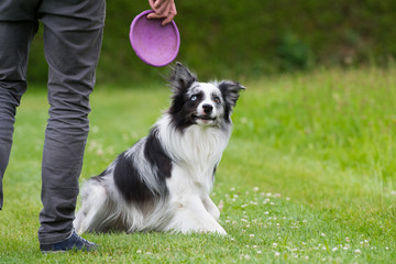 Mann spielt mit Hund Frisbee