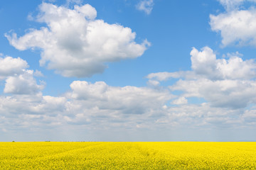Yellow Rapeseed Flowers Field With Blue Sky