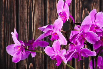 Purple orchid close up