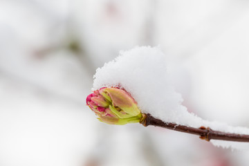 Wintereinbruch im Frühling 