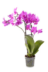 Naklejka na ściany i meble Purple orchid close up
