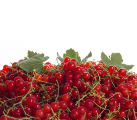 delicious ripe red currants