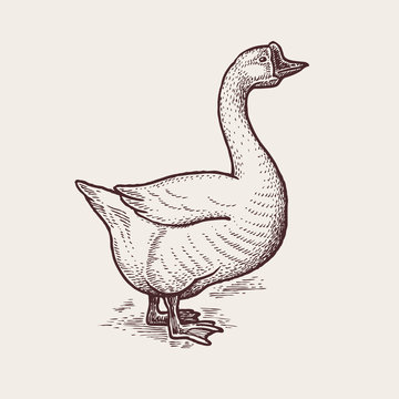 Graphic illustration - Poultry Goose.