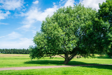 Tree on green grass against blue sky, Milton Keynes, UK