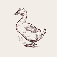 Graphic illustration - Poultry duck.