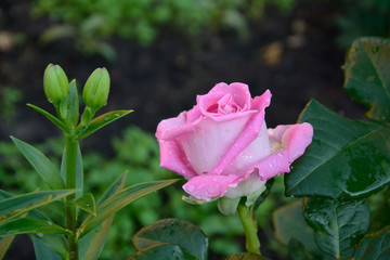 Rose after rain