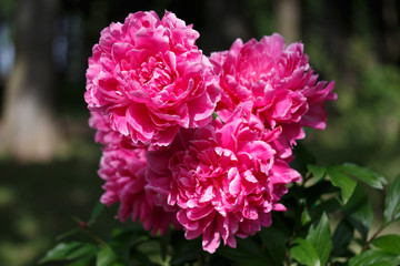 Red peonies