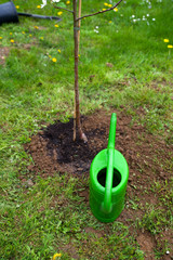 Baum pflanzen