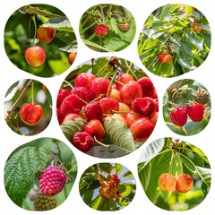 obstgalerie