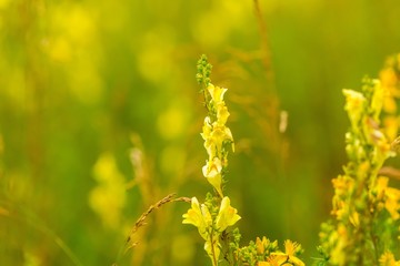 Beautiful wildflowers blooming in polish countryside
