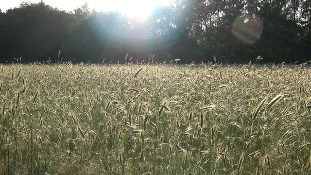 Sunlight over golden yellow wheat field young crop slowly moving by wind high contract because of bright light cereal is any grass cultivated for edible components of its grain great summer day 4k