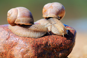 улитка на камне 