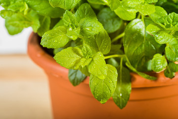 Fresh mint sprinkled with dew.