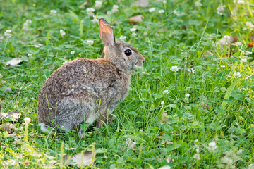 Cottontail Rabbit In The Clover