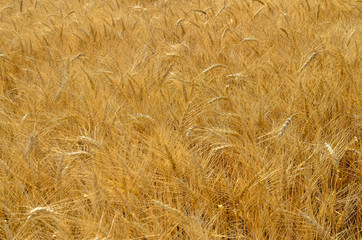 ripe wheat field before harvest. agricultural activities