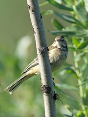 Wagtail. A bird among foliage