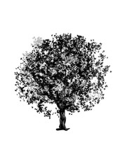 Drawing  tree maple on a white background. Isolated black silhouette on a white background. Graphic arts.