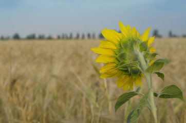 wheat field in Sunny day