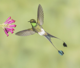Male Booted Racket-tail - Male Booted Racket-tail hummingbird with wings and split tail spread hovers at a flower.