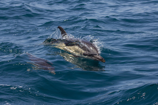 Golfinhos selvagens (golfinho comum)