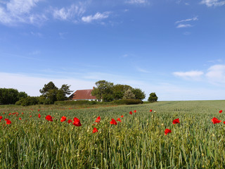 Landschaft auf der dänischen Insel Ærø.
