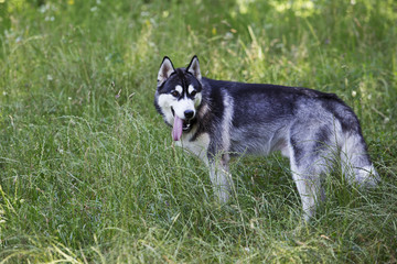 dog breed Siberian Husky