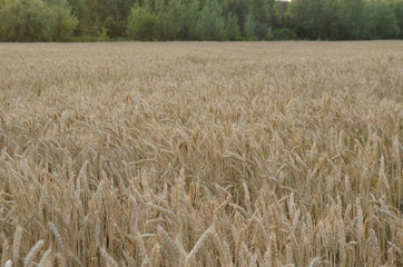 wheat field in Sunny day