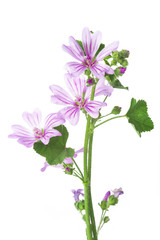 Flores de malva para medicinas alternativas aisladas en fondo blanco