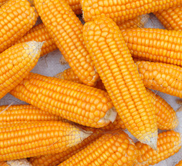 pile of corn