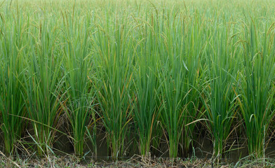 green rice field