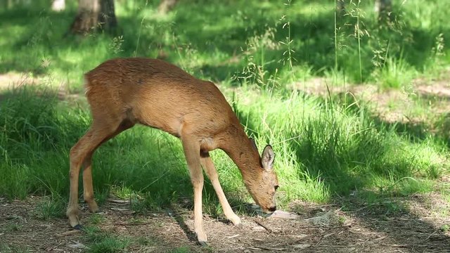 Wild roe deer in the forest on a sunny summer day
