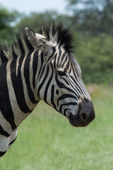 Fototapeta na wymiar Close up of Zebra