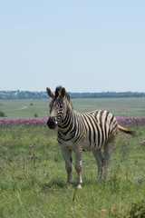 Zebra in grassland on a hazy day in South Africa